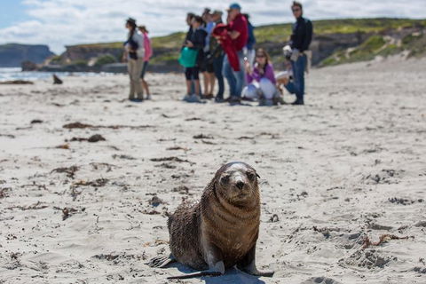 Kangaroo Island In A Day Tour From Adelaide - Food Delivery Shop 31