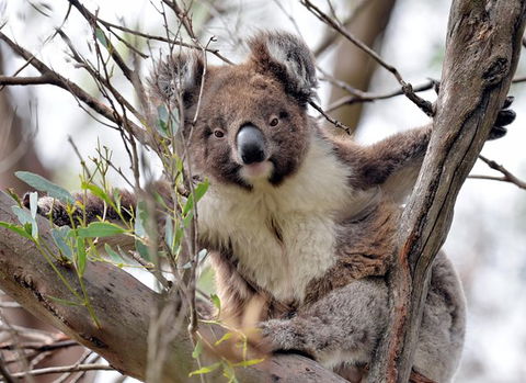 Kangaroo Island In A Day Tour From Adelaide - Food Delivery Shop 27