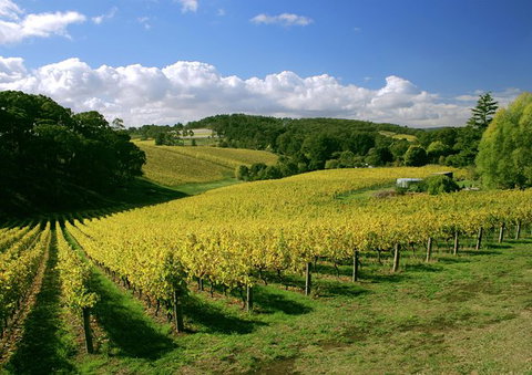 McLaren Vale And Glenelg Wine Tasting And Sightseeing (Half-day Afternoon) - Food Delivery Shop 3