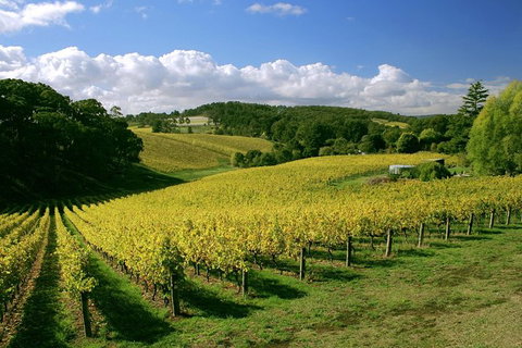 McLaren Vale And Glenelg Wine Tasting And Sightseeing (Half-day Afternoon) - Food Delivery Shop 6