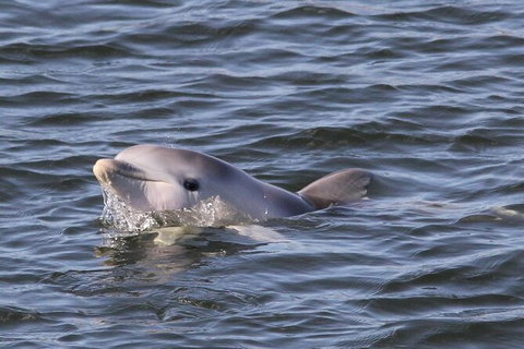 Adelaide Dolphin Sanctuary And Ships Graveyard Kayak Tour - Food Delivery Shop 6