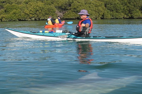 Adelaide Dolphin Sanctuary And Ships Graveyard Kayak Tour - Food Delivery Shop 5