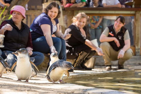 Adelaide Zoo Behind The Scenes Experience: Penguins In Person - Food Delivery Shop 0
