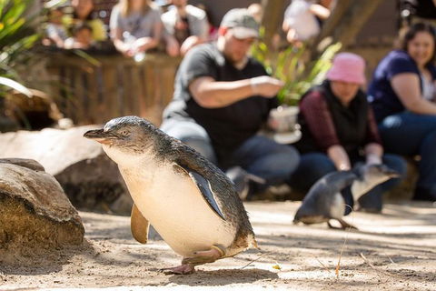 Adelaide Zoo Behind The Scenes Experience: Penguins In Person - Food Delivery Shop 1