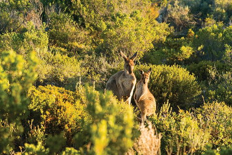 Coffin Bay Day Tour - A Taste Of Coffin Bay - Food Delivery Shop 11