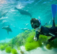 Half-Day Sea Lion Snorkeling Tour from Port Lincoln - Food Delivery Shop