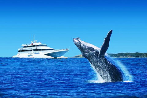 Tangalooma Island Resort Premium Dolphin Feeding Day Cruise With Whale Watching - Food Delivery Shop 0