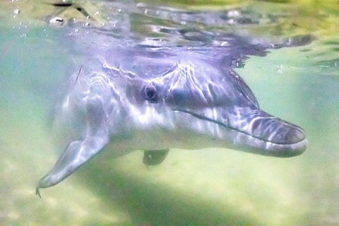 Tangalooma Island Resort Premium Dolphin Feeding Day Cruise With Whale Watching - Food Delivery Shop 1