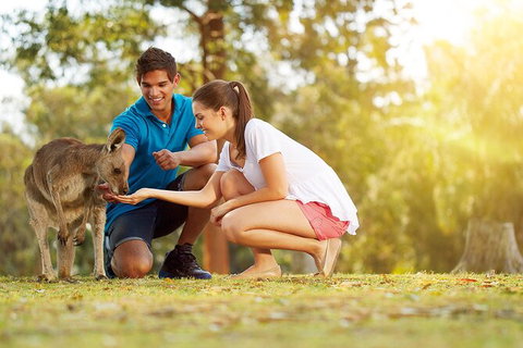 Brisbane Highlights And Lone Pine Cruise From Gold Coast - Food Delivery Shop 4