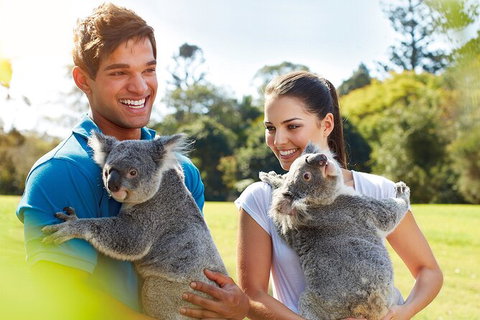 Brisbane Highlights And Lone Pine Cruise From Gold Coast - Food Delivery Shop 2