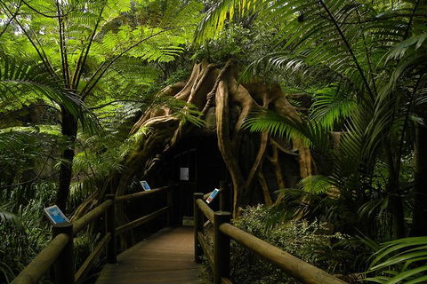 Tamborine Mountain Daily Service, Treetop Challenge And Thunderbird Park - Food Delivery Shop 7