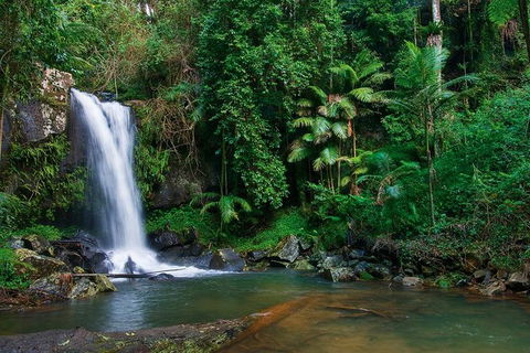 Tamborine Mountain Daily Service, Treetop Challenge And Thunderbird Park - Food Delivery Shop 5