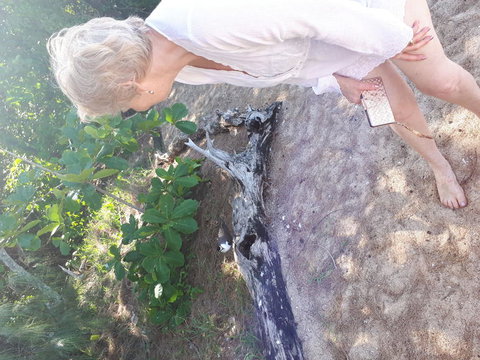 Afternoon Low Isles Snorkeling And Sailing Cruise From Port Douglas - Food Delivery Shop 2