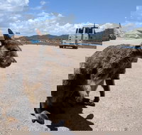 Magnetic Island Tour Maggie Comprehensive - Pet Food Australia