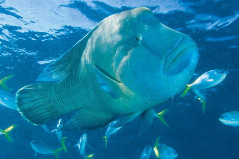 Whitehaven Beach And Hill Inlet Lookout Full-Day Snorkeling Cruise By High-Speed Catamaran - Food Delivery Shop 4