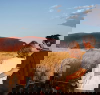 Uluru Ayers Rock Sunset with Outback Barbecue Dinner and Star Tour - Food Delivery Shop