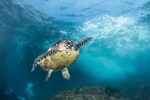 5-Hour Byron Bay Introductory Scuba Diving Tour - Food Delivery Shop 7