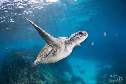5-Hour Byron Bay Introductory Scuba Diving Tour - Food Delivery Shop 4