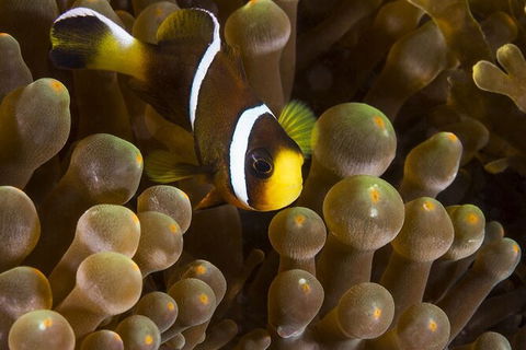 5-Hour Byron Bay Introductory Scuba Diving Tour - Food Delivery Shop 3