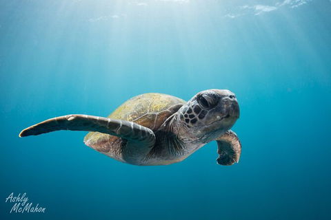 5-Hour Byron Bay Introductory Scuba Diving Tour - Food Delivery Shop 9