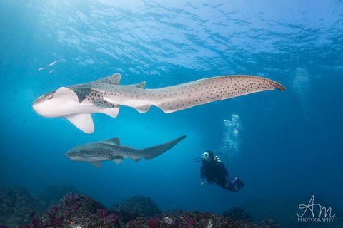 5-Hour Byron Bay Introductory Scuba Diving Tour - Food Delivery Shop 6