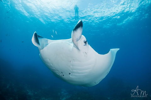 5-Hour Byron Bay Introductory Scuba Diving Tour - Food Delivery Shop 8