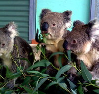 Cohunu Koala Park - Food Delivery Shop