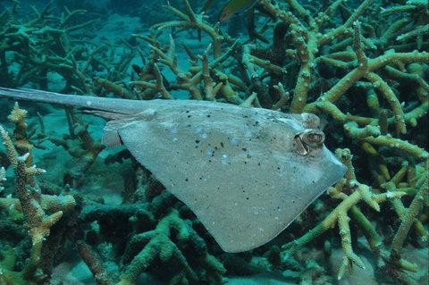 Fish Bowl Dive Site - Food Delivery Shop 1