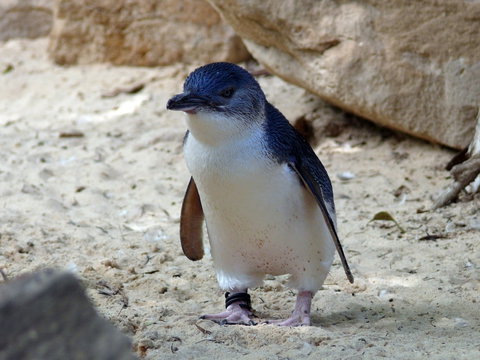 Granite Island Nature Park - Guided Penguin Tours - Food Delivery Shop 0