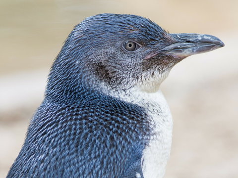 Granite Island Nature Park - Guided Penguin Tours - Food Delivery Shop 1