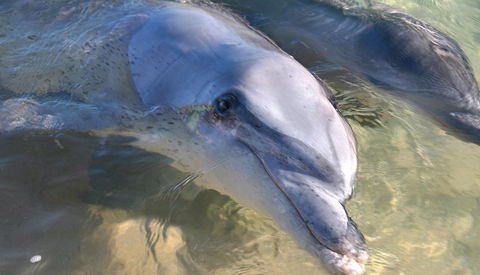 Monkey Mia - Food Delivery Shop 1