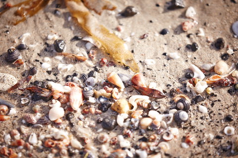 Mushroom Reef Beach - Food Delivery Shop 1