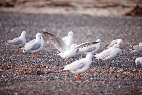 Mushroom Reef Beach - Food Delivery Shop 2