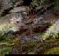 Wildlife Wonders - Food Delivery Shop