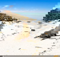 Abrolhos Islands - Food Delivery Shop