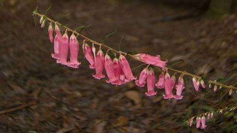 Belgrave - Food Delivery Shop 0