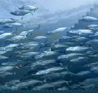Egg Rock Dive Site - Food Delivery Shop