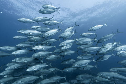 Egg Rock Dive Site - Food Delivery Shop 0