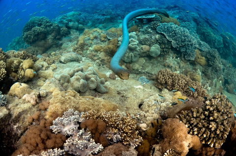 Egg Rock Dive Site - Food Delivery Shop 1