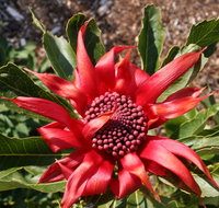 Inverawe Native Gardens