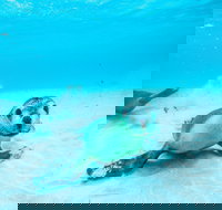 Jurien Bay - Pet Food Australia