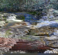 Liffey Falls Reserve - Pet Food Australia