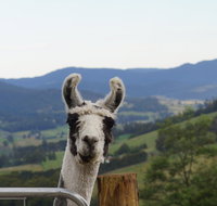 Llama Walks Tasmania - Food Delivery Shop