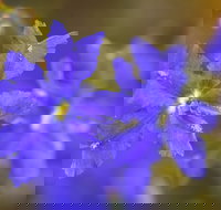 Mount Madden Scenic Drive - Food Delivery Shop