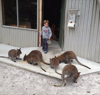 The Patriarch Wildlife Sanctuary - Food Delivery Shop