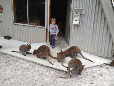 The Patriarch Wildlife Sanctuary - Food Delivery Shop 0