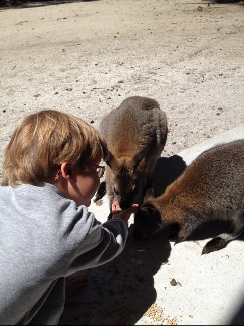 The Patriarch Wildlife Sanctuary - Food Delivery Shop 1