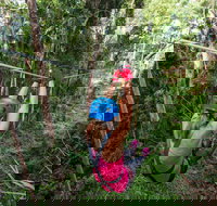 TreeTop Challenge - Sunshine Coast - Pet Food Australia