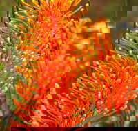 Wongan Hills Wildflowers - Pet Food Australia