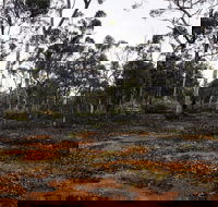 Woylie Walk Dryandra Woodland - Food Delivery Shop